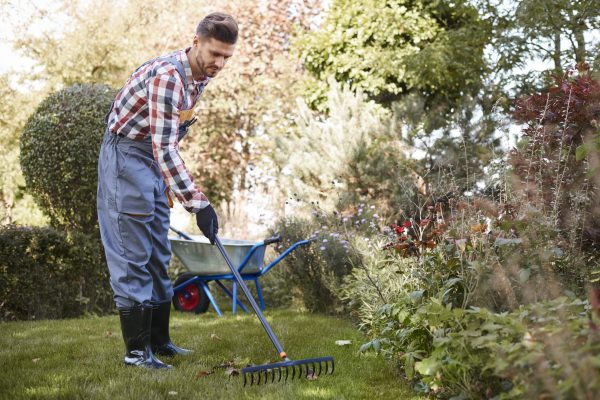 Gardener  raking leaves in the garden